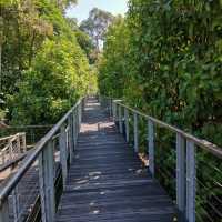 Virgin Forest - Danum Valley