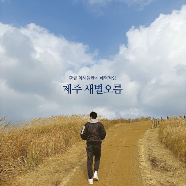 제주 황금억세 가득한 새별오름의 감동샷