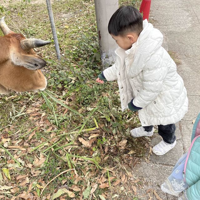 兔年好大家好探訪新界原居民