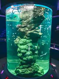 อควาเรียม บางแสน เดินเที่ยวโลกใต้น้ำ 🐠