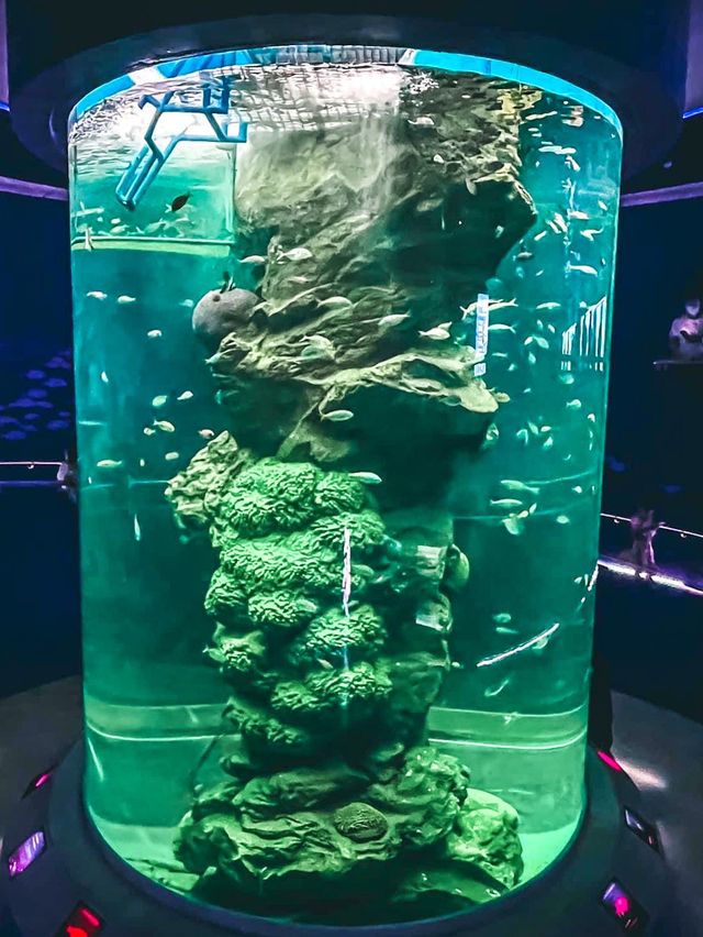 อควาเรียม บางแสน เดินเที่ยวโลกใต้น้ำ 🐠