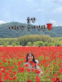 작약, 안개꽃이  아름답게 피어있는 태화강 국가정원