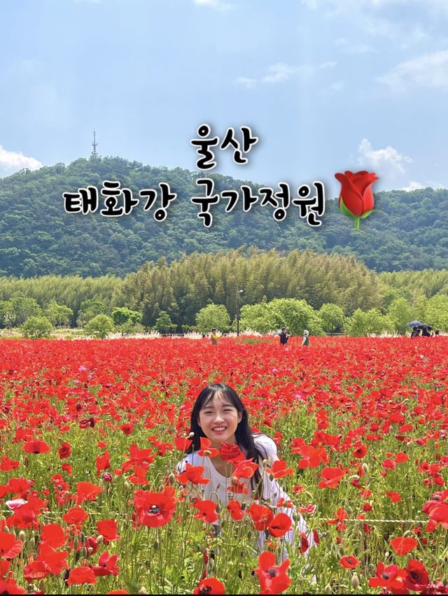 작약, 안개꽃이  아름답게 피어있는 태화강 국가정원