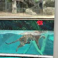 泰國 清邁 夜間野生動物園