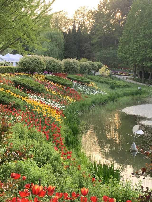 튤립, 수선화를 한 곳에서 만나볼 수 있는 아산 피나클랜드 🌷