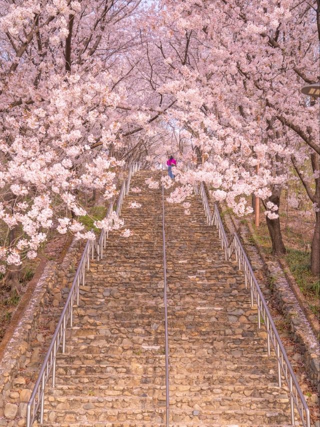 로맨틱한 벚꽃계단 침산공원