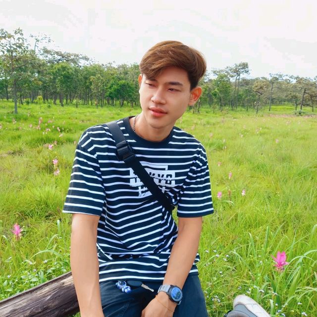อุทยานแห่งชาติไทรทอง ทุ่งดอกกระเจียว ชัยภูมิ
