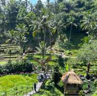 Most Photogenic Rice Terraces