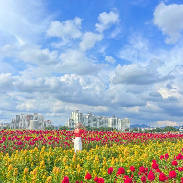 양주 천만송이 천일홍 축제✨
