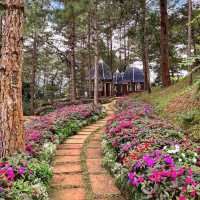 Lavender Dalat