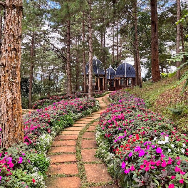 Lavender Dalat