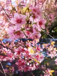 ย้อนเวลาไปขุนช่างเคี่ยน 🌸
