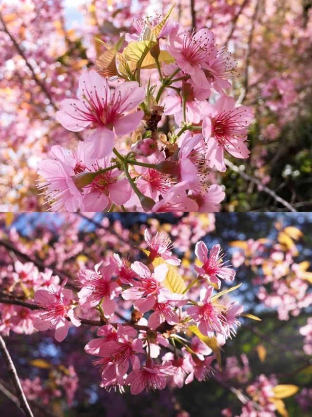 ย้อนเวลาไปขุนช่างเคี่ยน 🌸