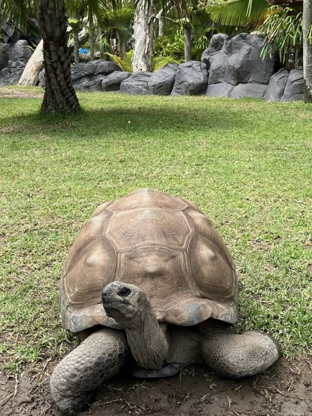 🦁🐼🦒阿德萊德動物園～與動物們面對面的奇妙冒險🦁🐼🦒