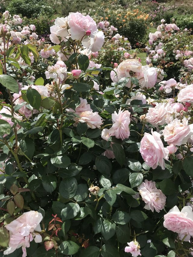 世界文化遺產之Kew Gardens‼️百年溫室❤️欣賞大同花卉