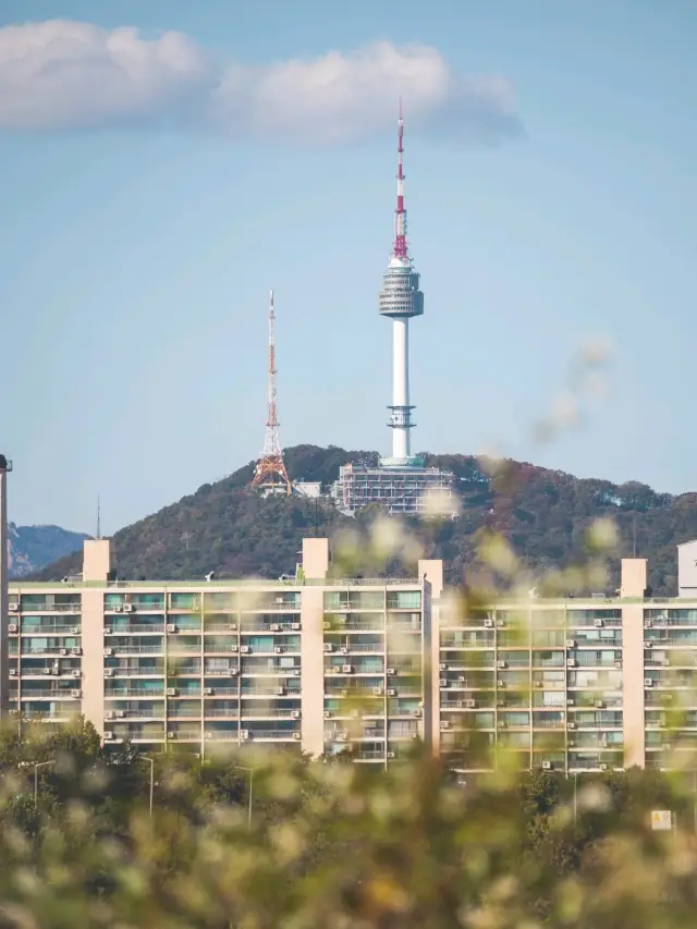 서울에서 메밀꽃을 볼 수 있는 곷