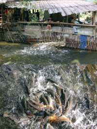 ริมธารคอฟฟี่ แม่กลางหลวง เชียงใหม่