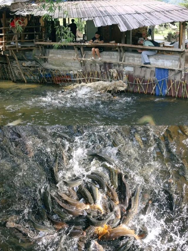 ริมธารคอฟฟี่ แม่กลางหลวง เชียงใหม่