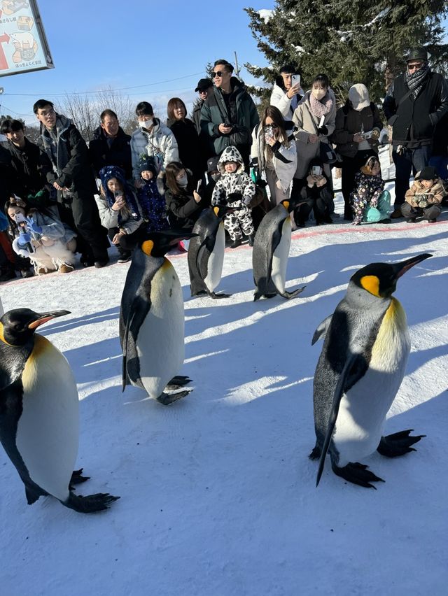 【北海道旅遊】旭山動物園企鵝仔巡遊，join day tour省心