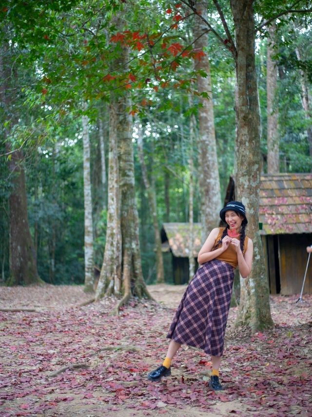 เมเปิ้ลแดง @โรงเรียนการเมืองการทหาร