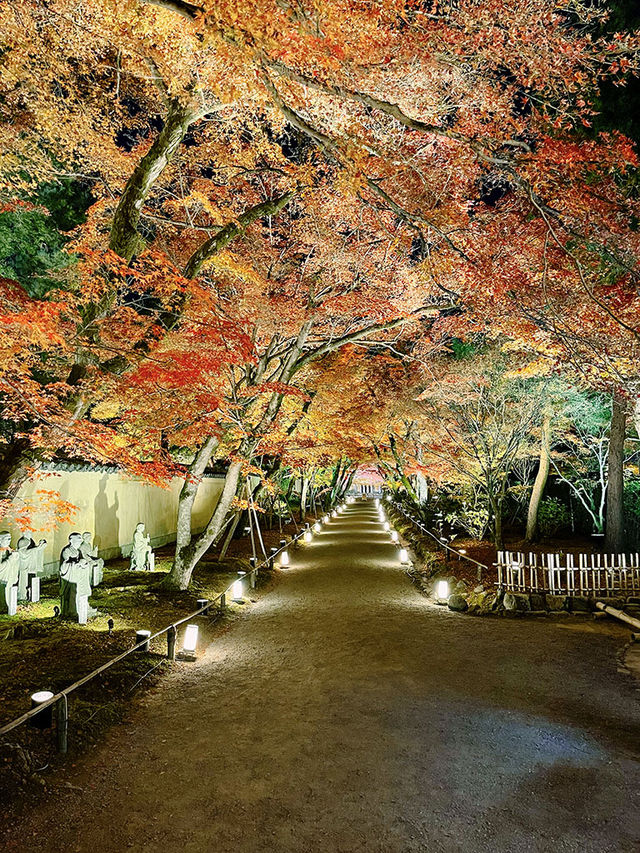 京都景點｜嵐山寶嚴院之夜楓