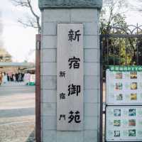 【東京】都内でお花見するなら「新宿御苑」へGo🚶‍♀️