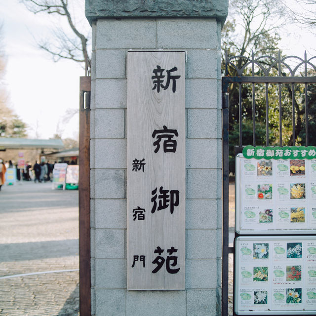 【東京】都内でお花見するなら「新宿御苑」へGo🚶‍♀️