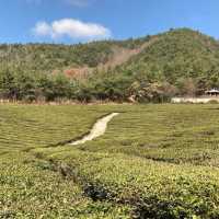 Deokjin Tea Field