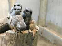 Sapporo City Maruyama Zoo