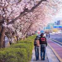 beautiful spot for spring at Seoul 