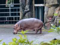 Taipei Zoo: A Wildlife Wonderland