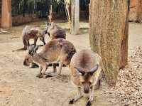 WILD LIFE Sydney Zoo