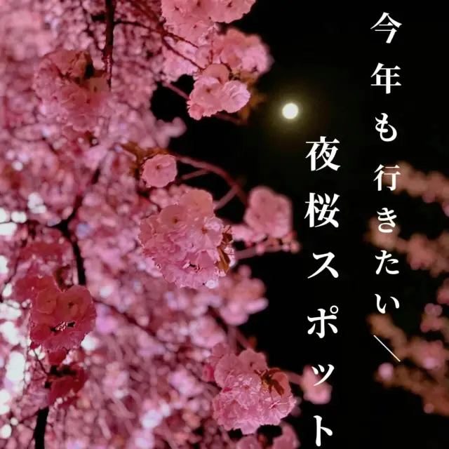 【桜攻略】夜桜を楽しむコツ🌙🌸