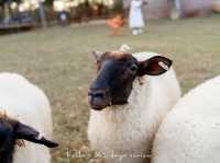Merino Sheep Farm น้องแกะน่ารัก 