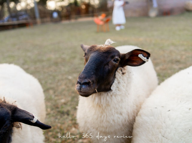 Merino Sheep Farm น้องแกะน่ารัก 