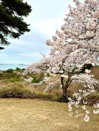 ชมซากุระ-ต้นสน เก่าแก่บนเขาวิวอ่าว Matsushima 