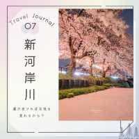 🌸桜の川越を巡る旅🌸