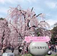 ❣️🌸Blooming in Ueno Park