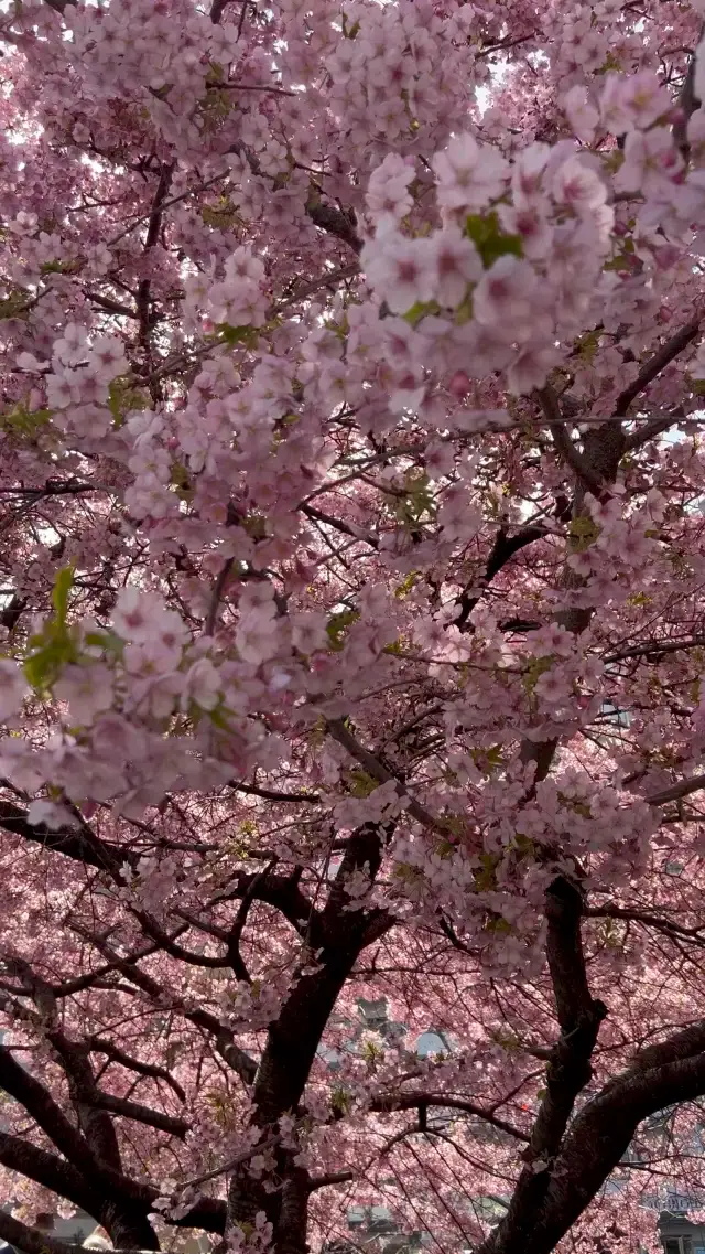 京都の街中、はんなりと咲く河津桜