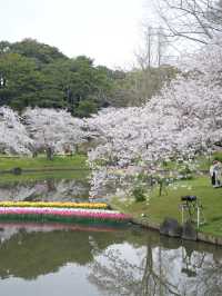 Hamamatsu Flower Park สวนดอกไม้ซากุระบานฉ่ำ