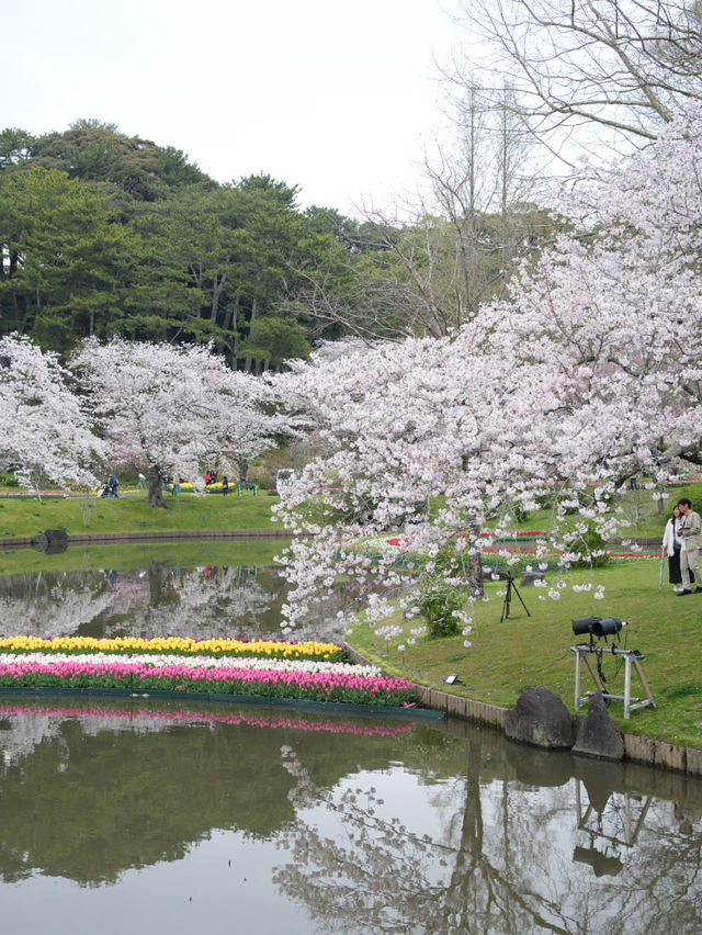 Hamamatsu Flower Park สวนดอกไม้ซากุระบานฉ่ำ