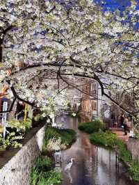 Experience the Magical Season of Kyoto🌸