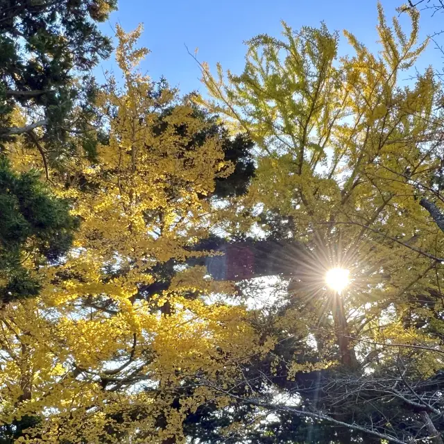 Autumn in Narita Park.