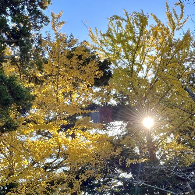 成田公園的秋天