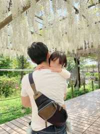 藤の名所