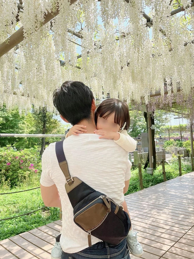 藤の名所