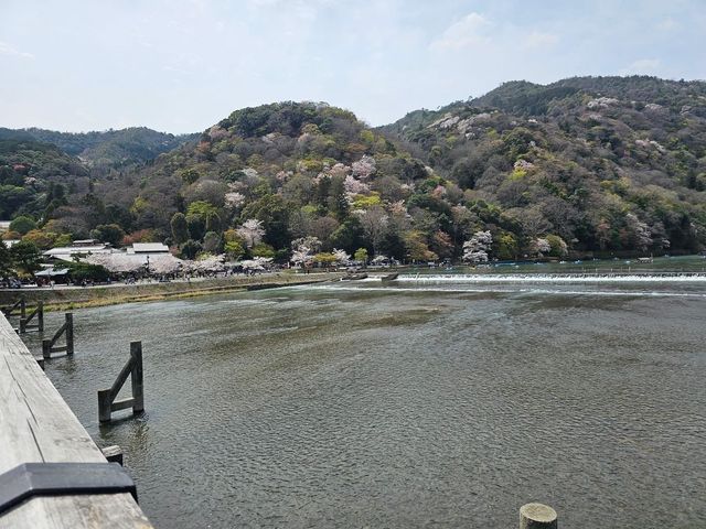 🌸京都嵐山渡月橋：櫻花盛開，春日京都的象徵