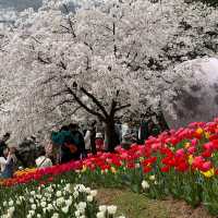 🌸 서울 벚꽃 튤립 명소, 연희 숲속쉼터 🌷