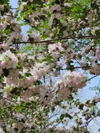 🇨🇳 중국 베이징 옥연담 공원에서 벚꽃을 즐기다