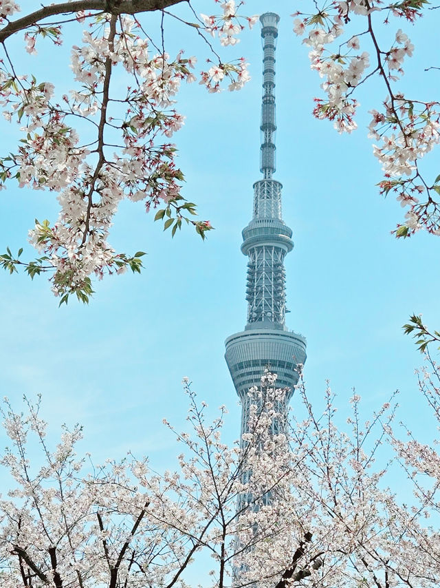 【東京】隅田公園：櫻花季節，賞櫻、參觀淺草寺和晴空塔的絕佳選擇